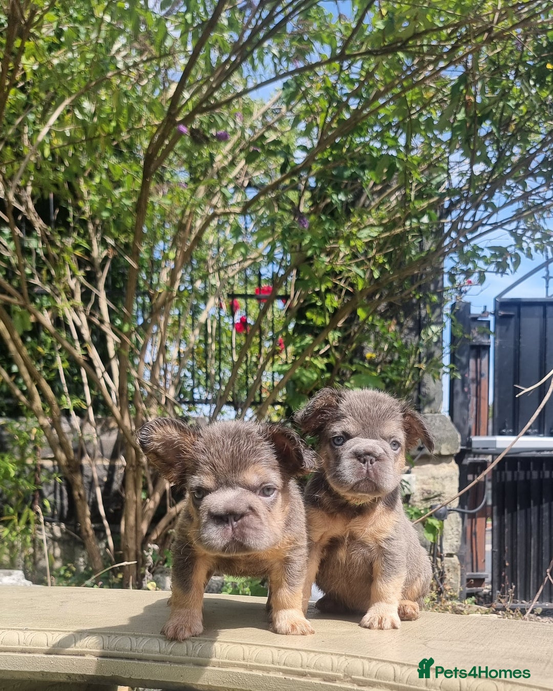 French Bulldog dogs for sale: Beautiful French bulldogs - Image 11
