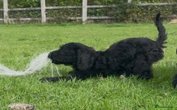 Cockapoo dogs for sale: F1 unique cockerpoo pups  - Image 14