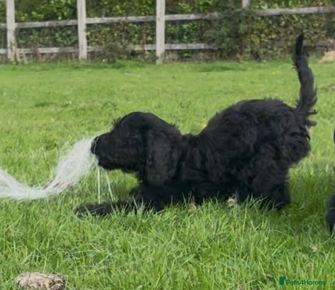 Cockapoo dogs for sale: F1 unique cockerpoo pups  - Image 14