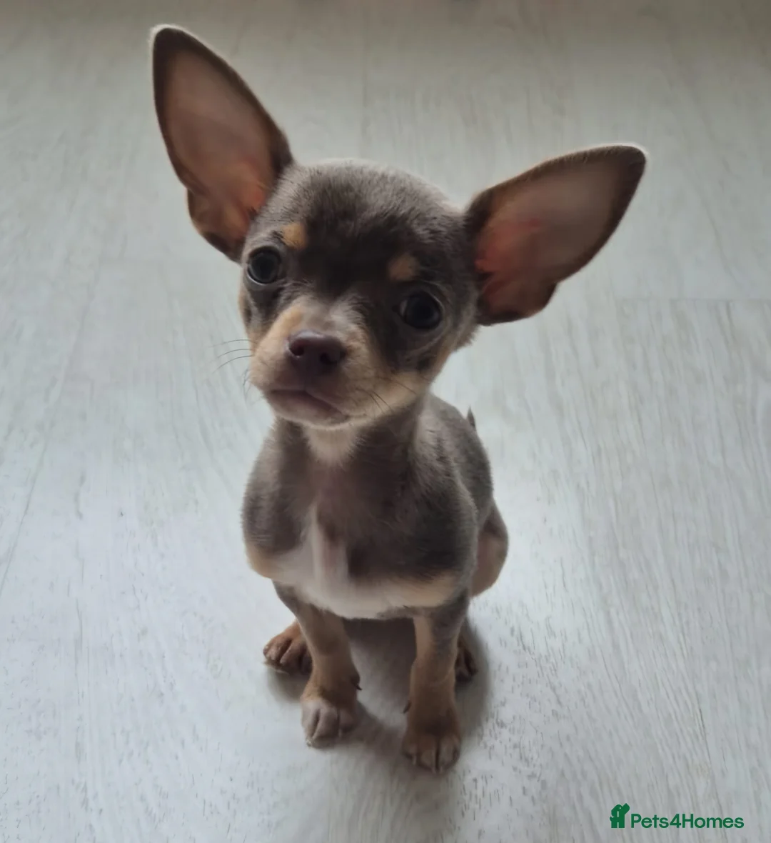 Chihuahua dogs for sale: Lilac and Fawn Chi in Chepstow - Advert 1