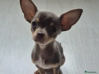 Chihuahua dogs Lilac and Fawn Chi - Advert 1