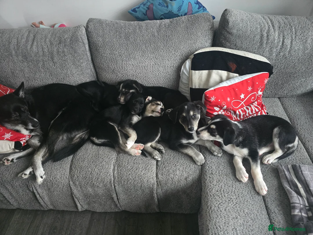 Mixed Breed dogs for sale:  Last puppy looking for his forever home ;)   - Advert 2