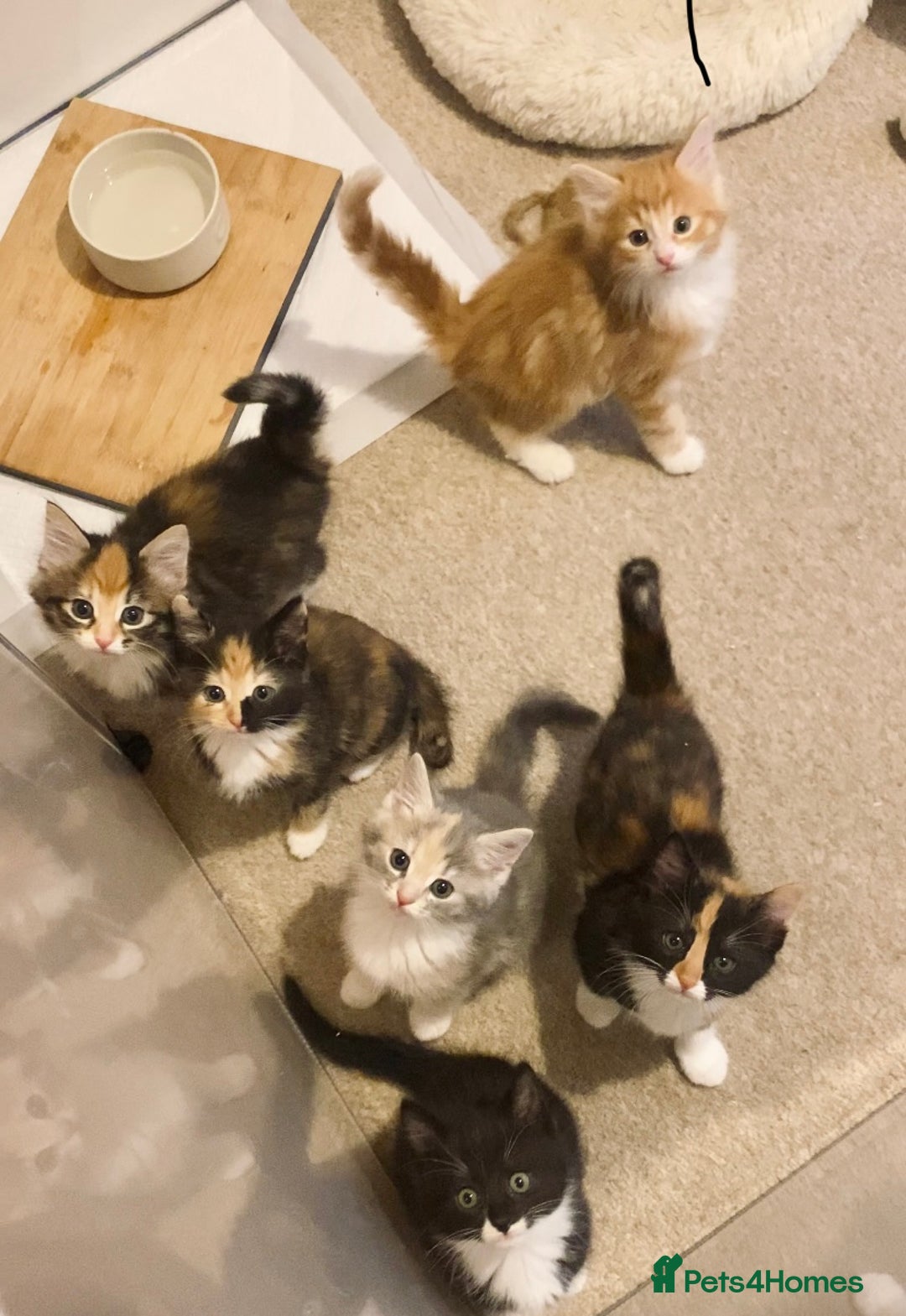 Domestic Shorthair cats for sale: Domestic Shorthair X Ragdoll Cross - Advert 16