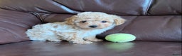 Poochon dogs for sale: Outstanding Poochon puppies - Advert 5