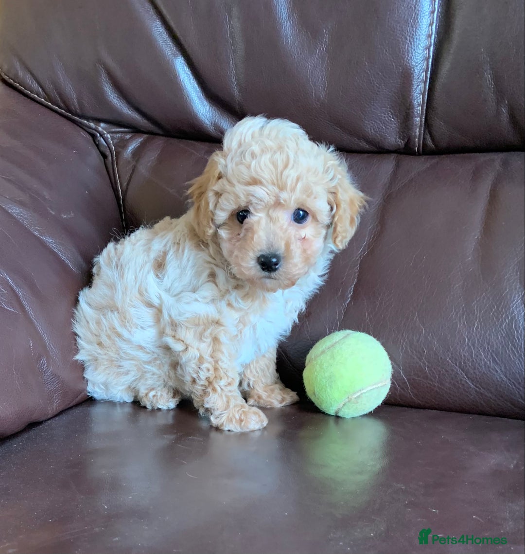 Poochon dogs for sale: Outstanding Poochon puppies - Advert 5