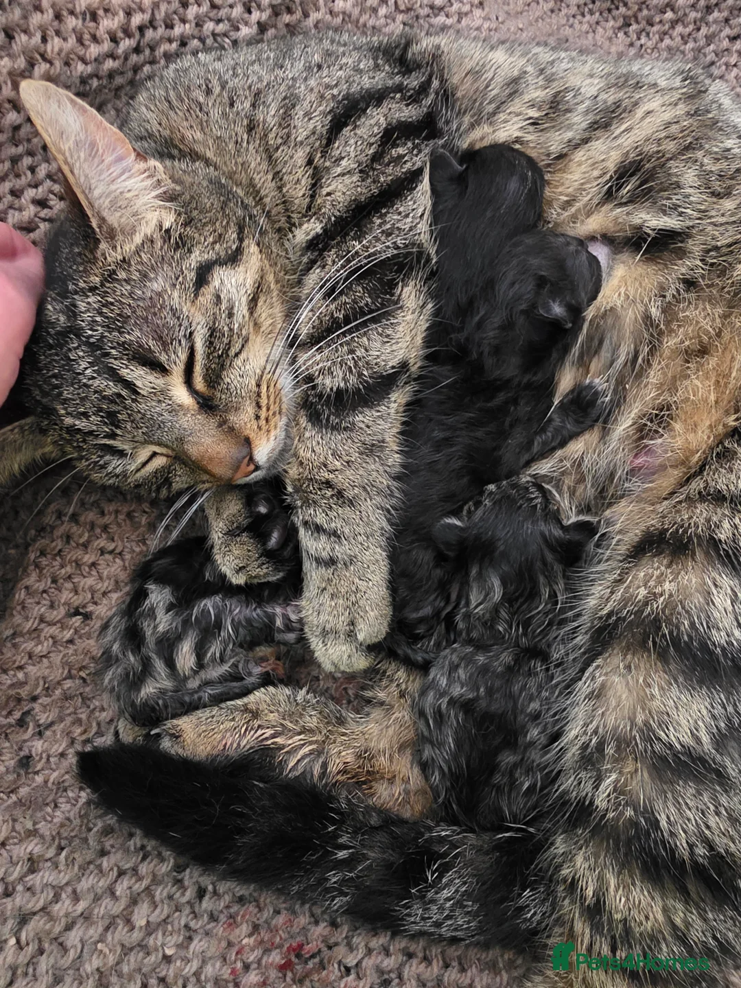 Mixed Breed cats for sale: Beautiful Kittens  in Lichfield - Advert 2