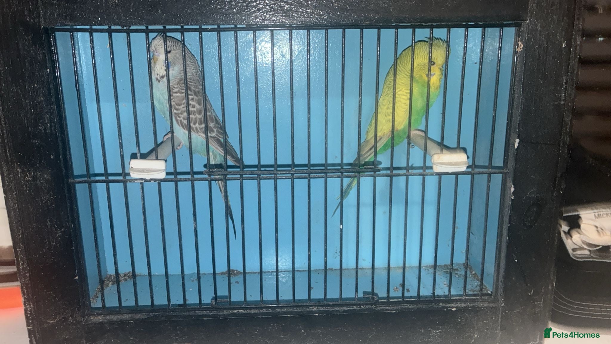 Budgerigars birds Budgies - Advert 10