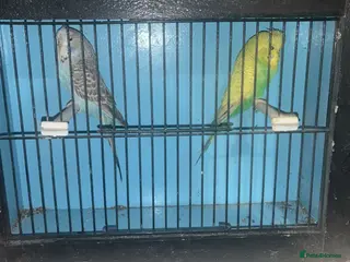 Budgerigars birds Budgies - Advert 1
