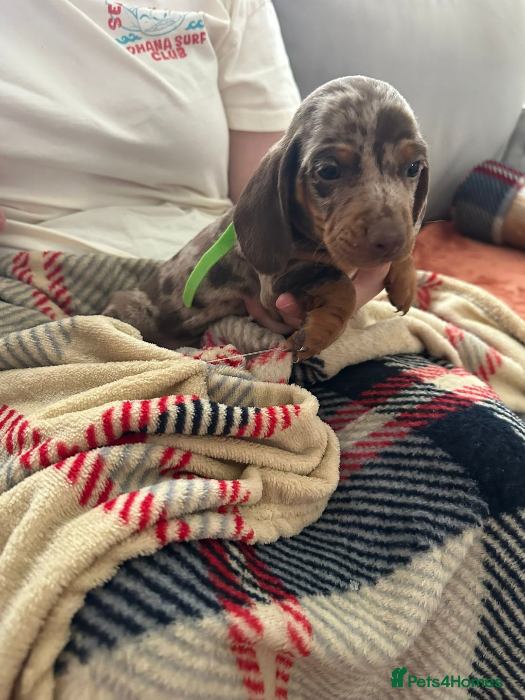 Miniature Dachshund dogs for sale: Miniature dachshund  - Image 15