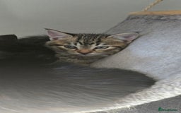 Mixed Breed cats for sale: 7 beautiful babies, 2 black/white are polydactyl  - Image 21