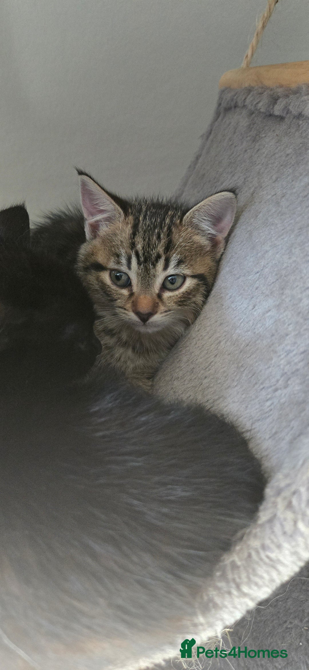 Mixed Breed cats for sale: 7 beautiful babies, 2 black/white are polydactyl  - Image 21