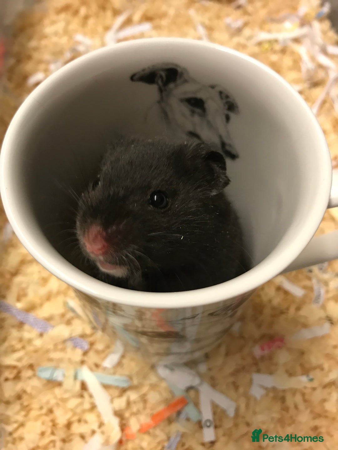 Hamster rodents for sale: Baby female Syrian hamsters from show stock  - Advert 14