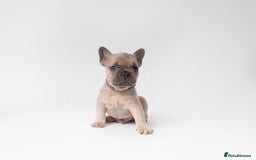 French Bulldog dogs for sale: French Bulldogs  - Image 5