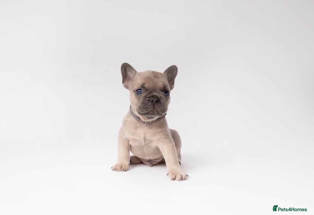 French Bulldog dogs for sale: French Bulldogs  - Image 5