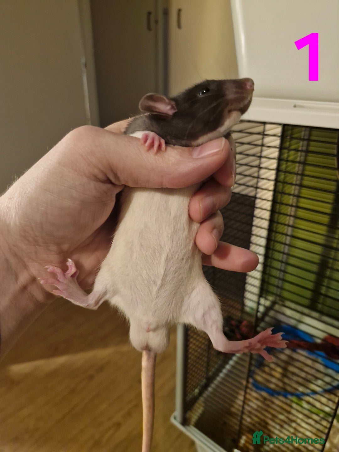 Rat rodents for sale: 9 gorgeous Male Rats - Image 3