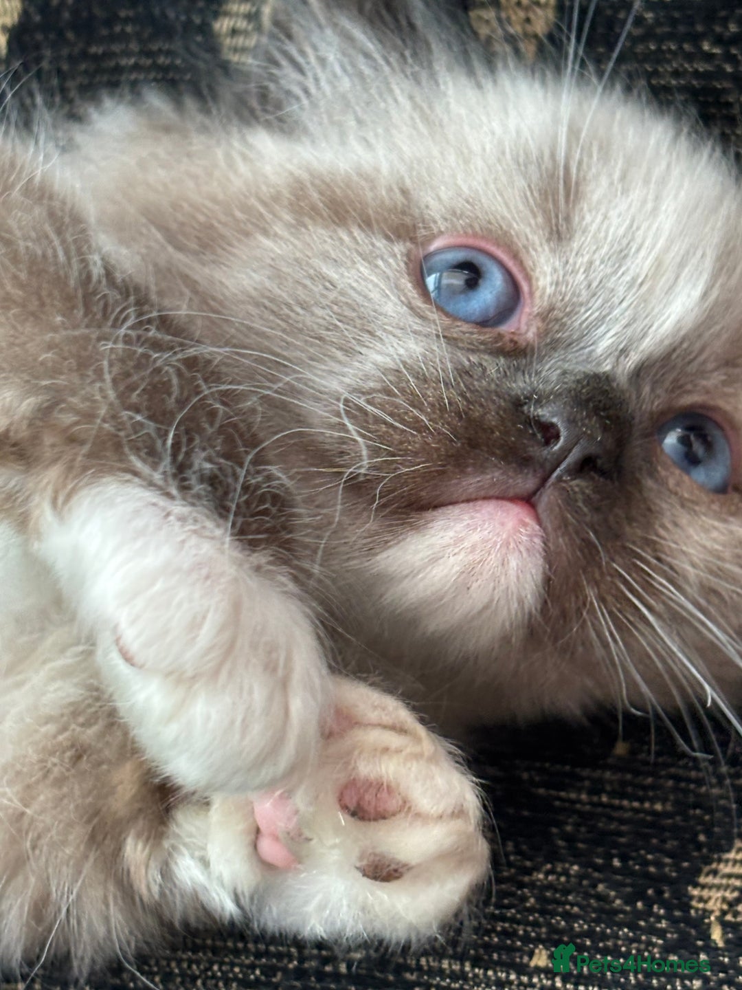 Ragdoll cats for sale: 🌟TICA🌟Champion Ragdoll🏆🏆🏆 - Advert 11