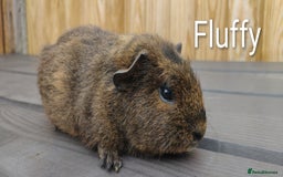 Guinea Pig rodents for sale: Happy, Healthy, Handsome & Confident Pet Boars - Image 4