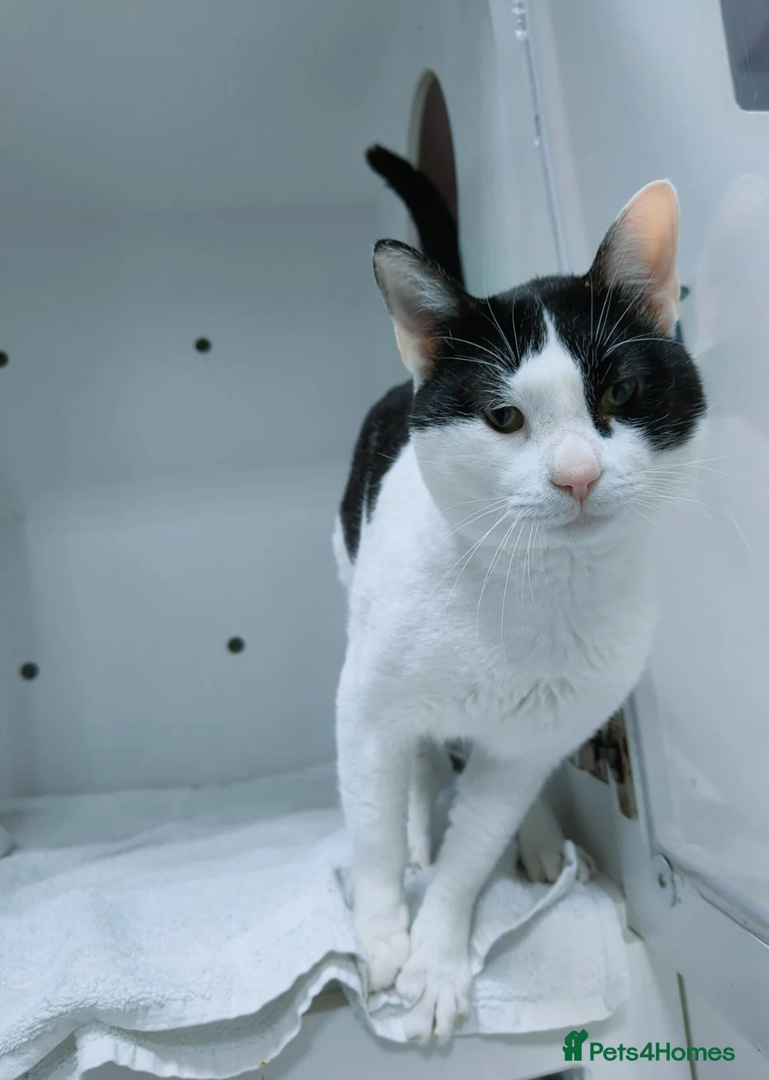 Mixed Breed cats for adoption: Zoom - playful and cuddly  - Advert 8