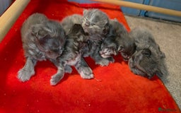 Maine Coon cats for sale: Tica maine coon kitten  - Advert 7