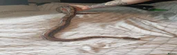 Python Snake reptiles for sale: Royal Python with viv - Advert 1