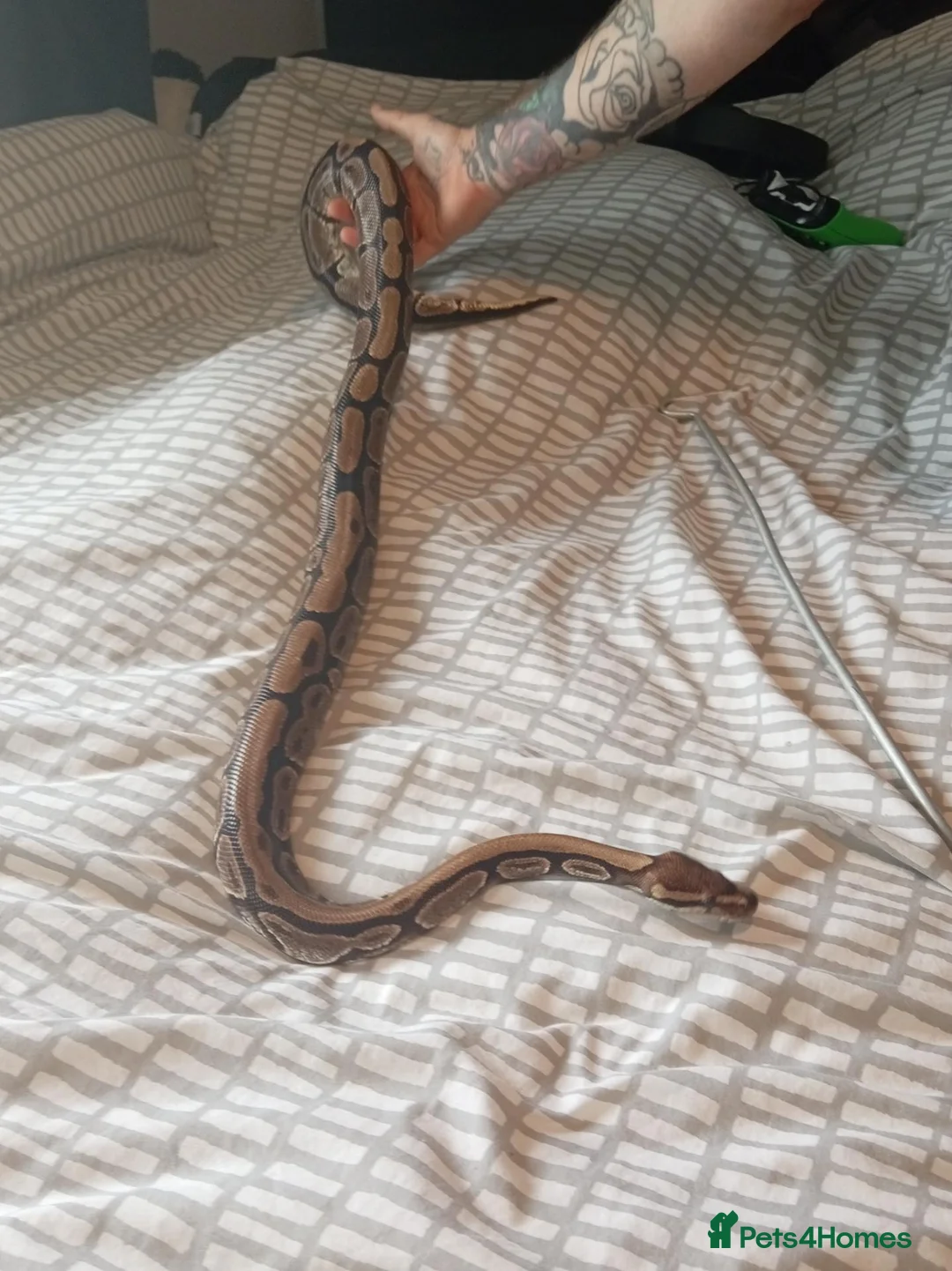 Python Snake reptiles for sale: Royal Python with viv - Advert 1