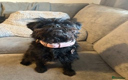 Mixed Breed dogs for sale: Pug x toy poodle - Image 6