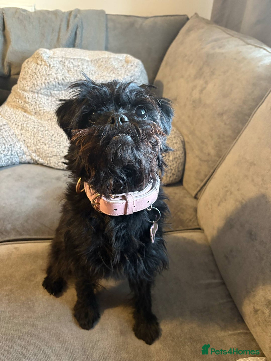 Mixed Breed dogs for sale: Pug x toy poodle - Image 6