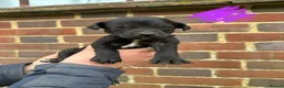 Mixed Breed dogs for sale: Lurcherdor  - Advert 5