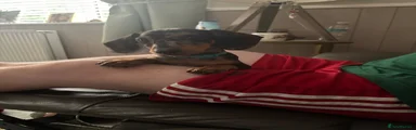 Dachshund 1
