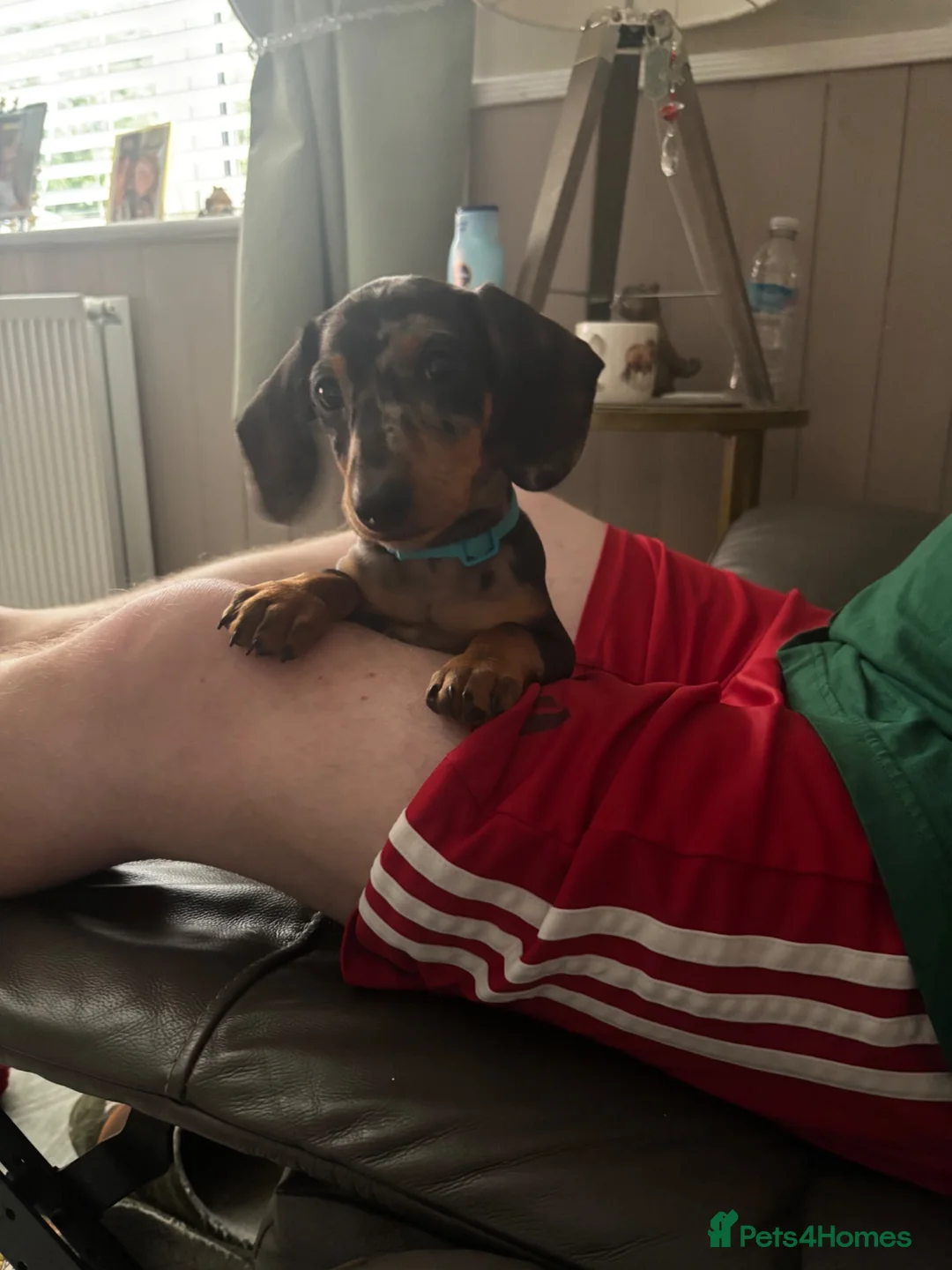 Dachshund dogs for sale: Dapple dachshund pup - Advert 2