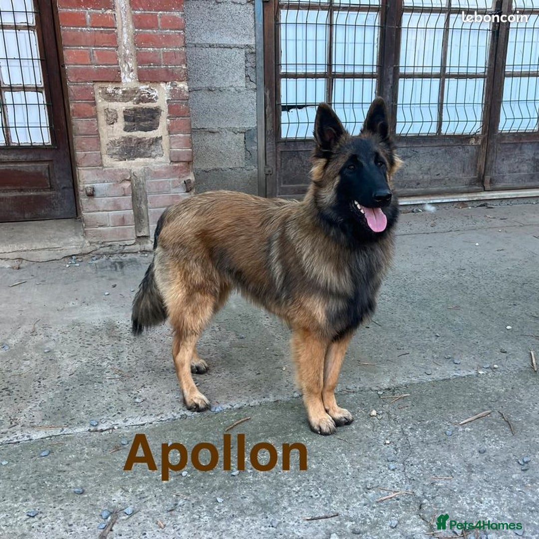 Belgian Shepherd Dog dogs for sale: Belgian Tervuren Shepherd Males available now - Advert 3
