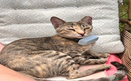 Mixed Breed cats for adoption: Sassy girl seeks experienced cat person  - Image 5