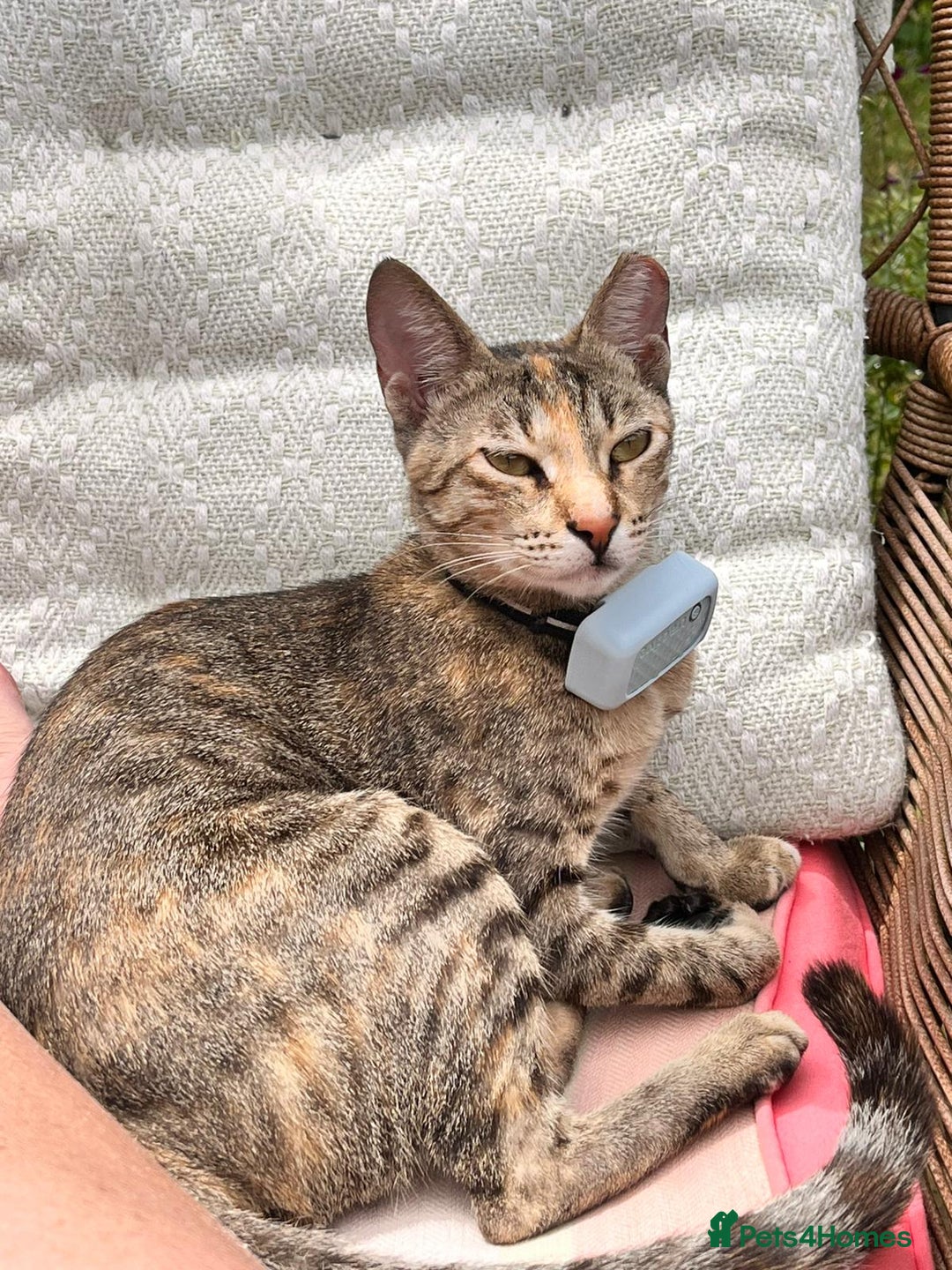 Mixed Breed cats for adoption: Sassy girl seeks experienced cat person  - Image 5