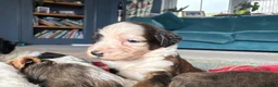 Bernedoodle dogs for sale: Outstanding Bernedoodle F1bs - Advert 16