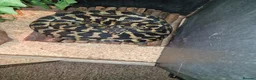 Mixed Breed reptiles for sale: Reptiles for sale  - Advert 8