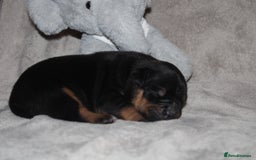 American Bully dogs for sale: 🔥🔥American bully pups 🔥🔥 - Image 3