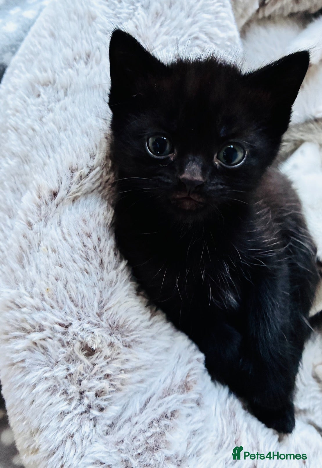 Mixed Breed cats Black male kitten - Advert 4