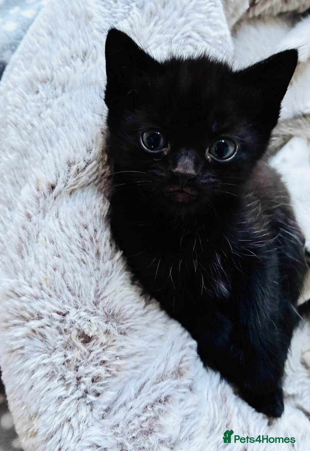 Mixed Breed cats for sale: Black male kitten in Chelmsford - Advert 1
