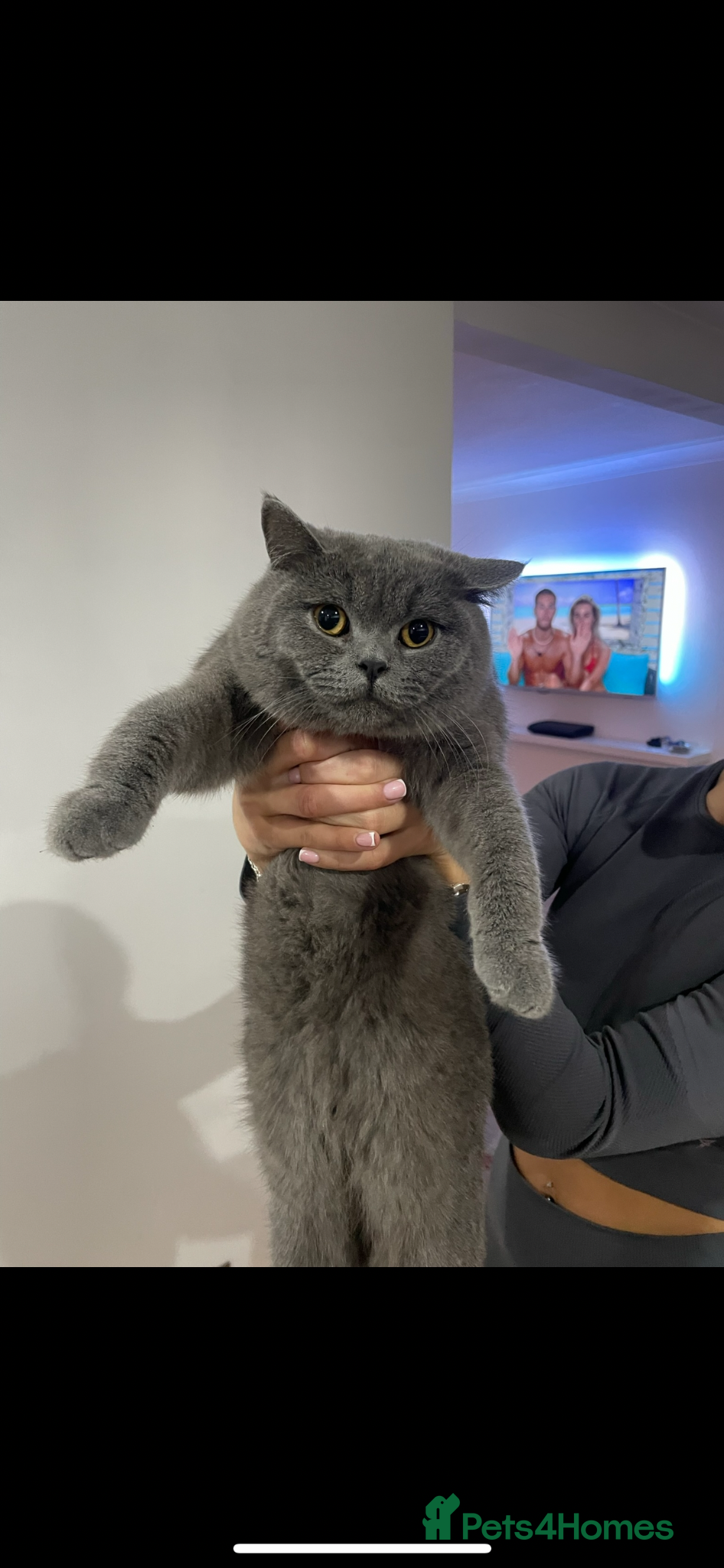 British Shorthair cats Blue British shorthair  - Advert 1