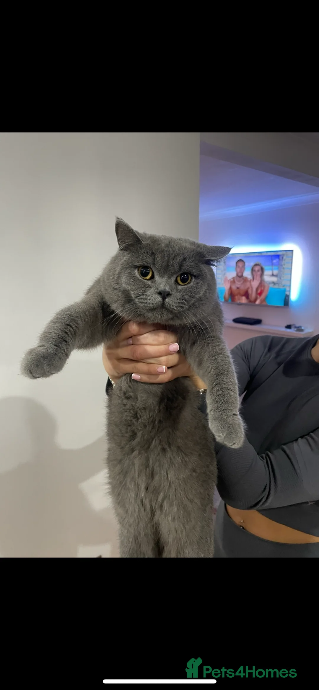 British Shorthair cats for stud: Blue British shorthair  in Altrincham - Advert 1