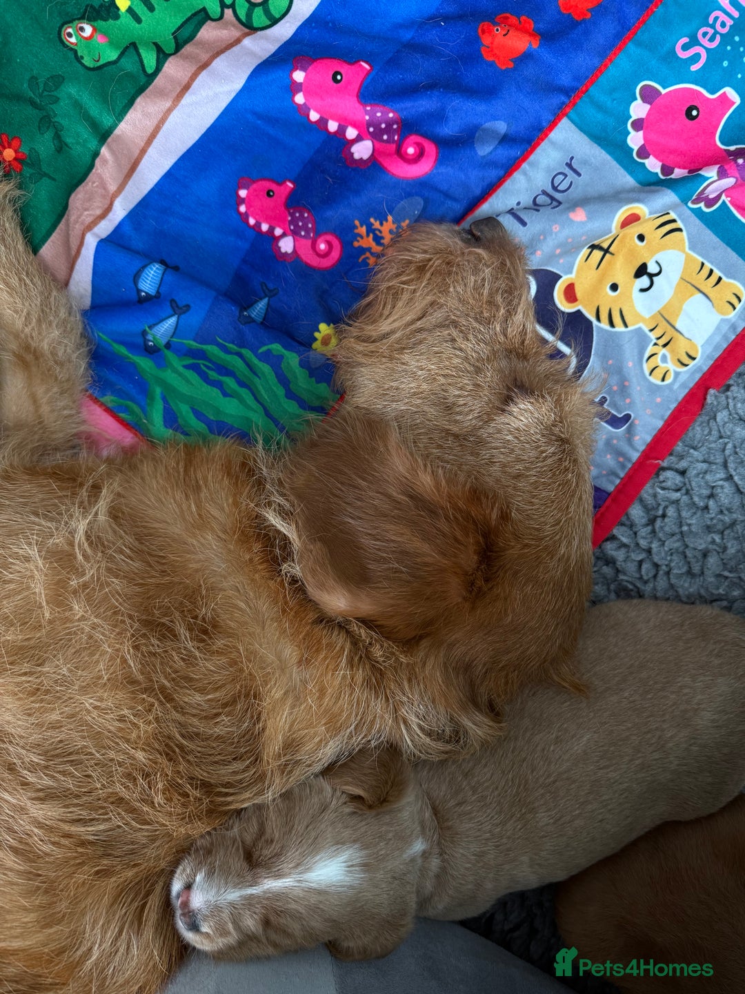 Australian Labradoodle dogs for sale: Australian Labradoodle Pups  - Advert 12