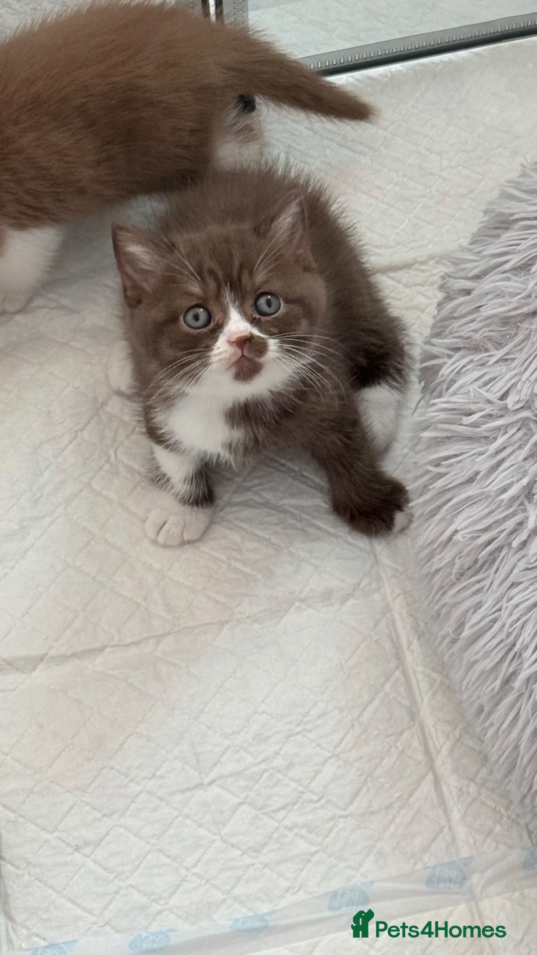 British Shorthair cats GCCF REG BSH - CHOCOLATE BI & CINNAMON BI KITTENS - Advert 2