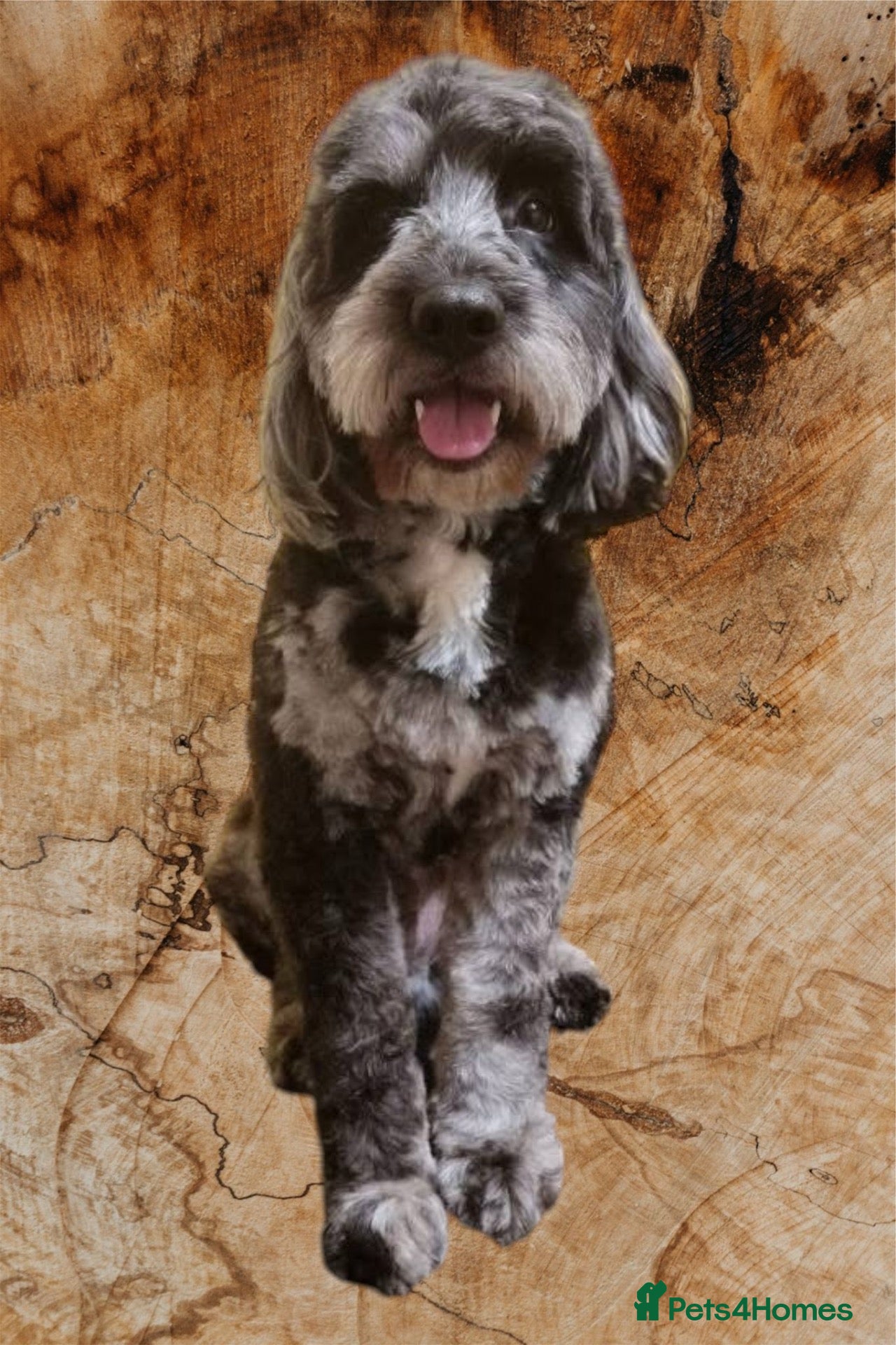 Cockapoo dogs Gorgeous blue merle Dollar available for Stud  - Advert 12