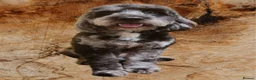 Cockapoo dogs for stud: Gorgeous blue merle Dollar available for Stud  - Advert 1