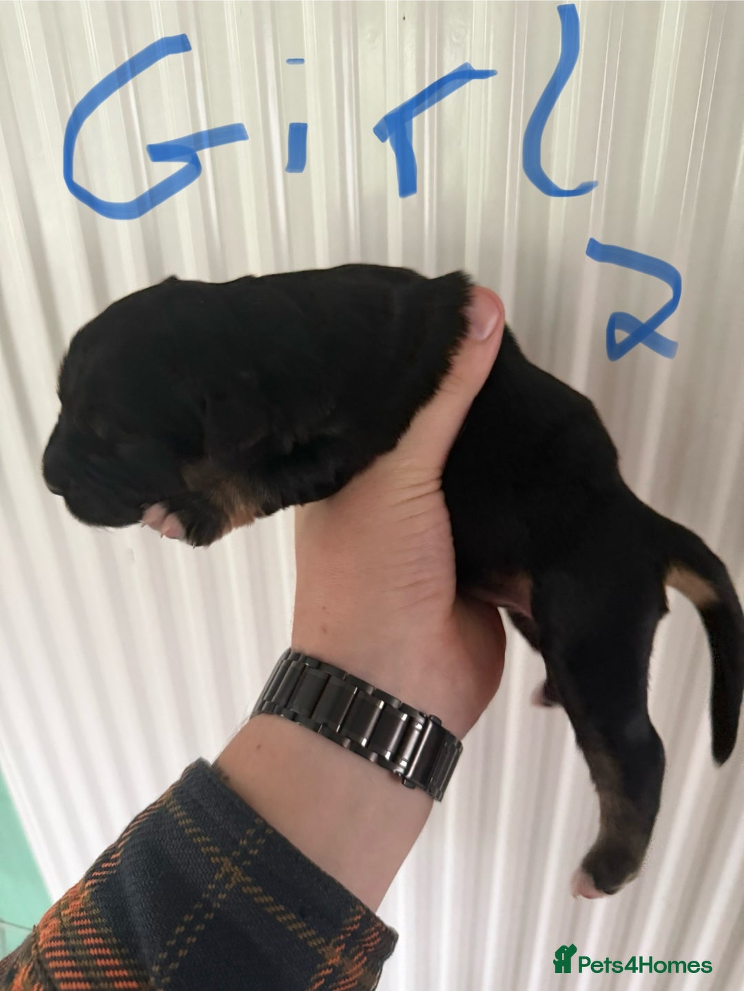 Mixed Breed dogs for sale: Blue merle and golden retriever puppies - Image 14