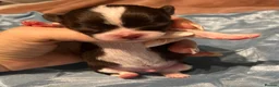 Chihuahua dogs for sale: Rare stunning chocolate chihuahua  - Advert 26