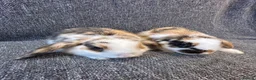 Mini Lop rabbits for sale: 🐰 RESERVED pending collection🐰 - Advert 5