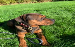 Mixed Breed dogs for sale: Zero Rottweiler x cane Corso  - Image 1