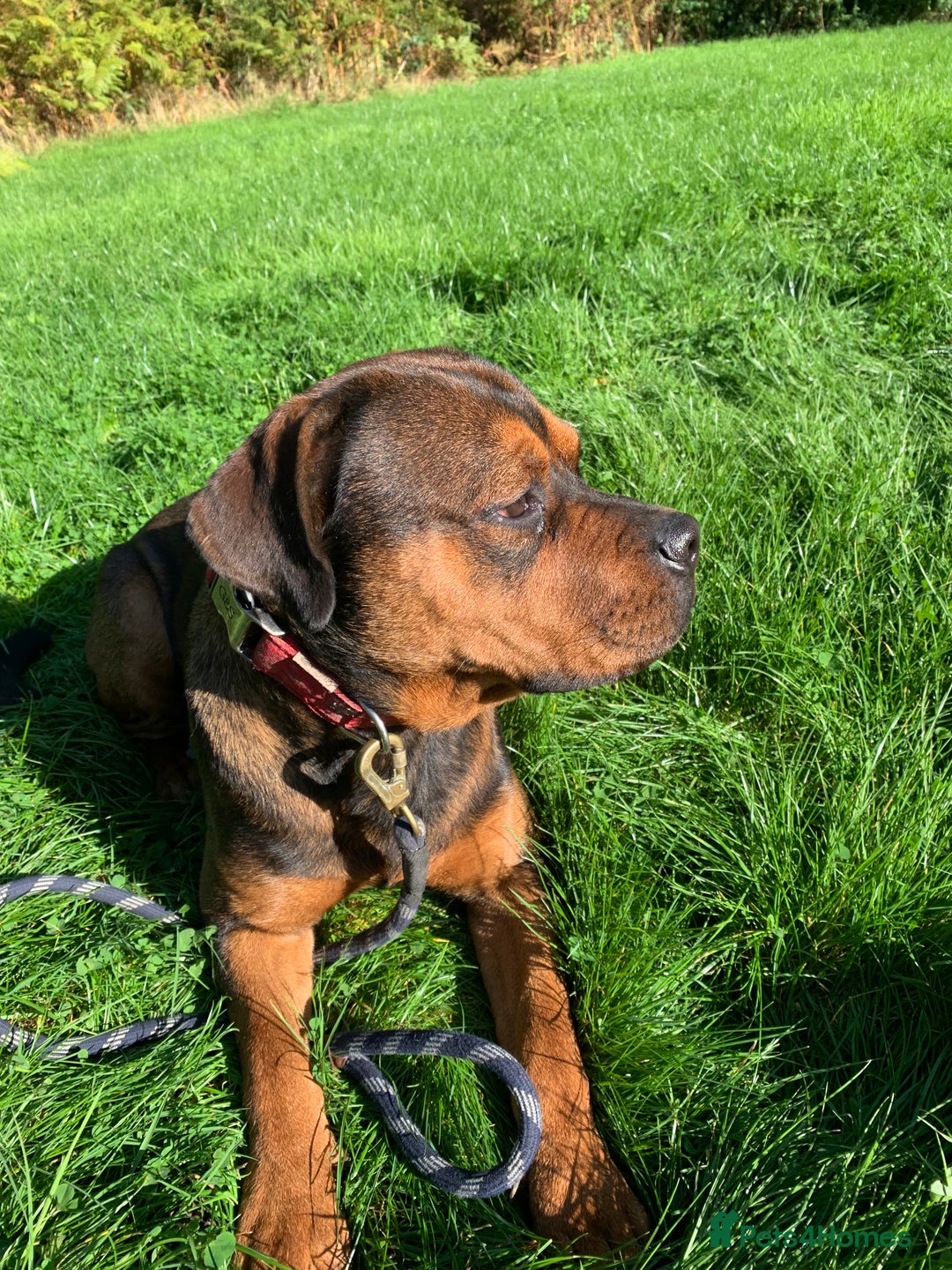 Mixed Breed dogs for sale: Zero Rottweiler x cane Corso  - Image 1
