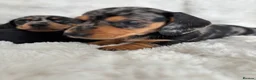 Miniature Dachshund dogs for sale: Miniature smooth coated Dacshund’s  - Advert 5